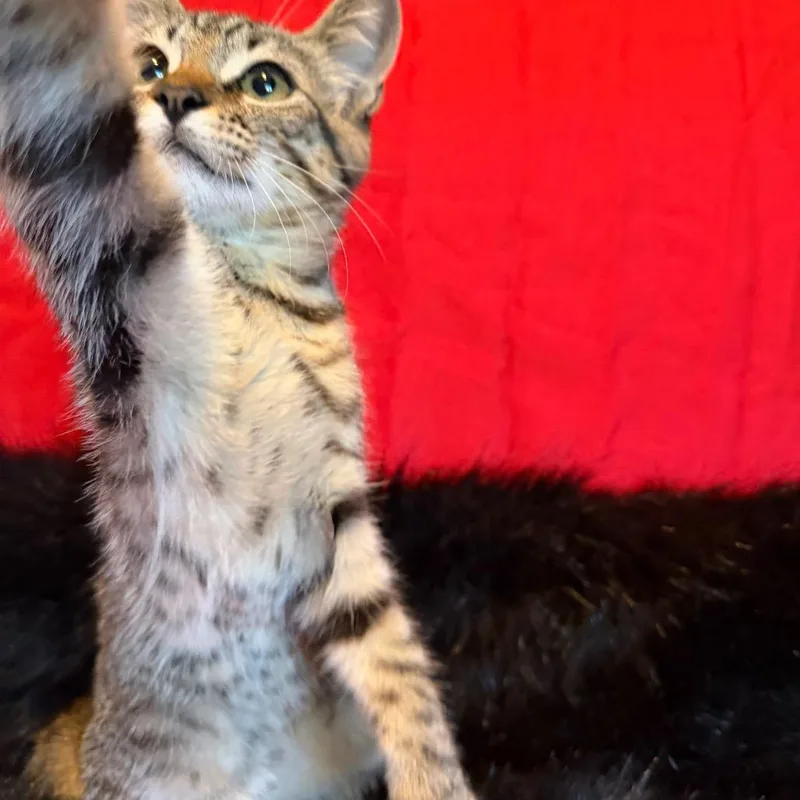 Buttercup thumbnail 2