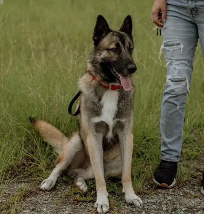 An adult extra large-sized male German Shepherd Dog dog named Whiskey for adoption in Brunswick, GA