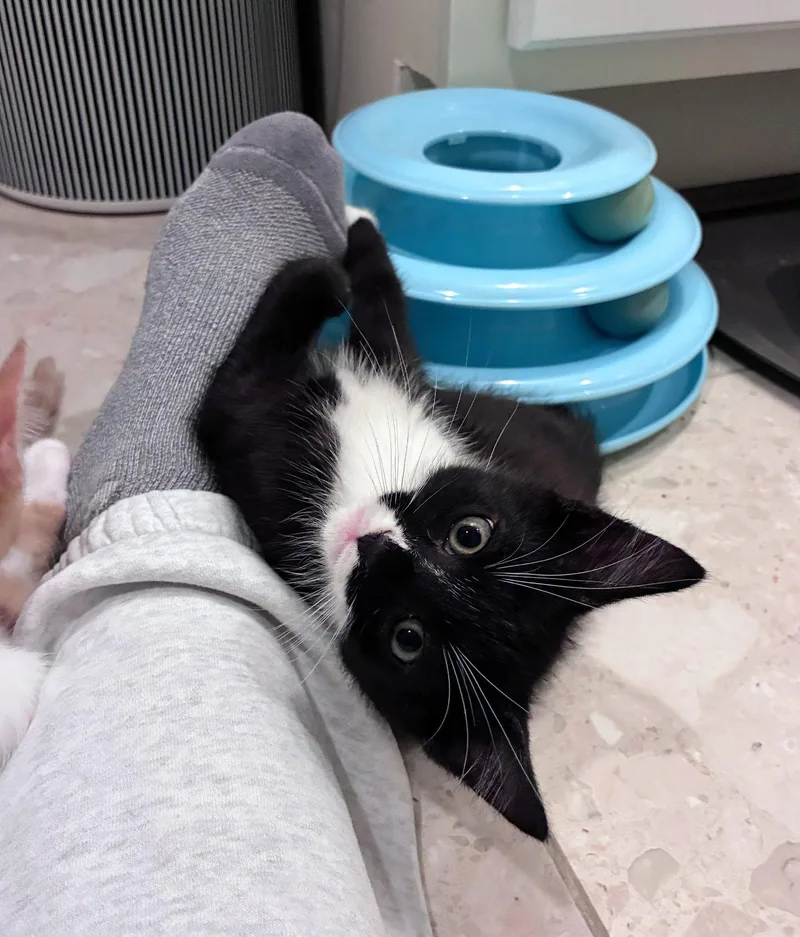 A baby medium-sized male Domestic Short Hair cat named Giuseppe for adoption in Leesburg, VA