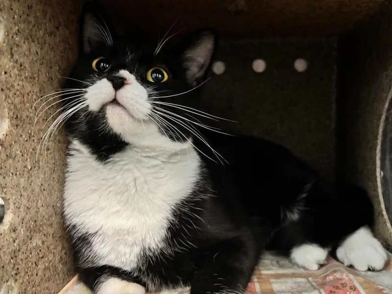 A baby small-sized male Domestic Short Hair cat named Domino for adoption in Powell, OH