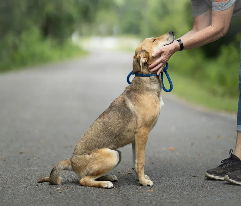 A young medium-sized female Apricot / Beige Labrador Retriever dog named Harley for adoption in Lucedale, MS