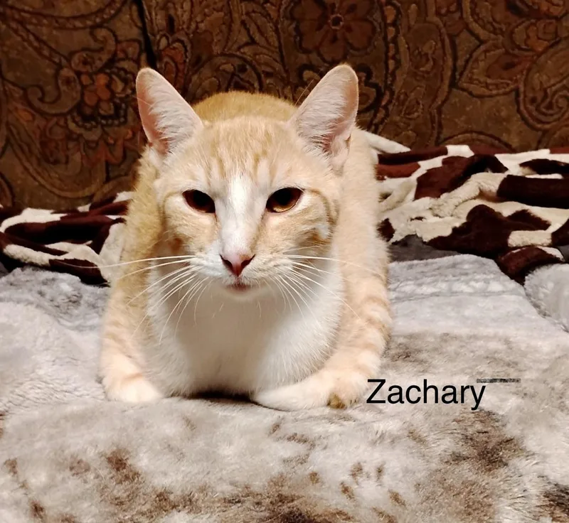 Zoey & Zachary thumbnail 2