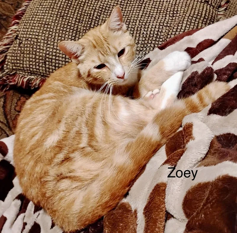 Zoey & Zachary thumbnail 5