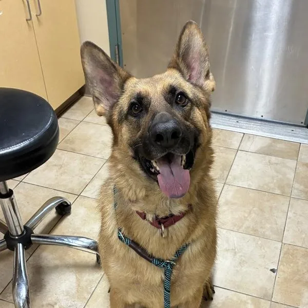 An adult large-sized male German Shepherd Dog dog named Lucky for adoption in Troutdale, OR