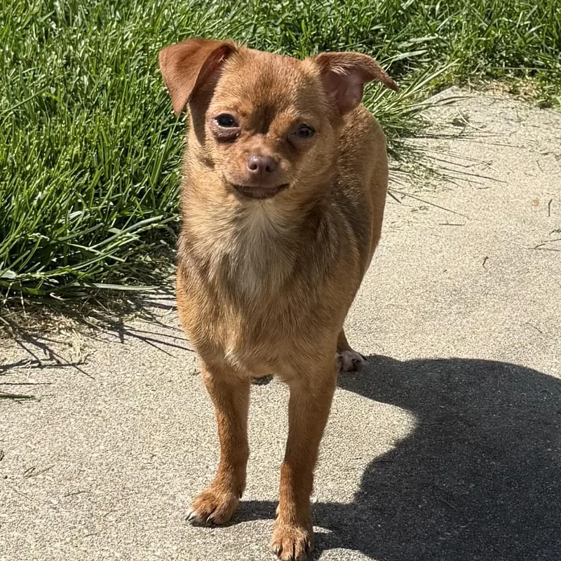 A baby small-sized female Brindle Chihuahua dog named Chamoy for adoption in Normal, IL