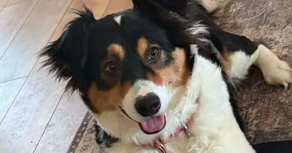 Rosie thumbnail 3