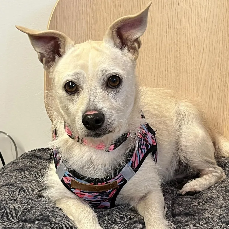 A senior small-sized female White / Cream West Highland White Terrier / Westie dog named Material Girl for adoption in San Francisco, CA