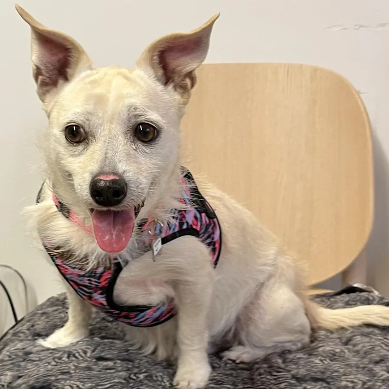 Material Girl thumbnail 3