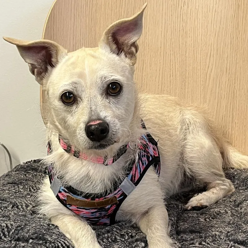 Material Girl thumbnail 4