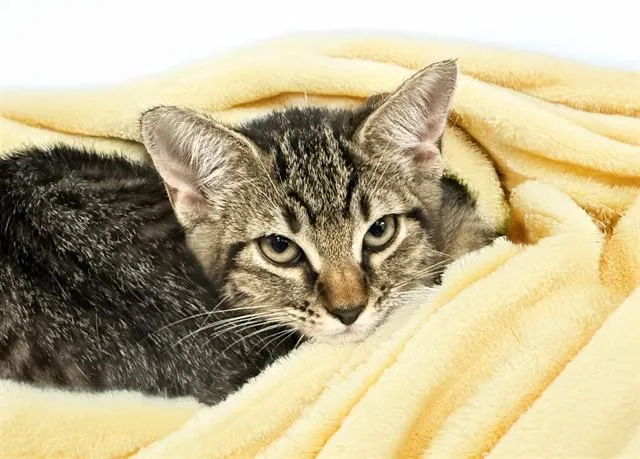 A baby medium-sized female Domestic Short Hair cat named Sandra D for adoption in Fort Lauderdale, FL