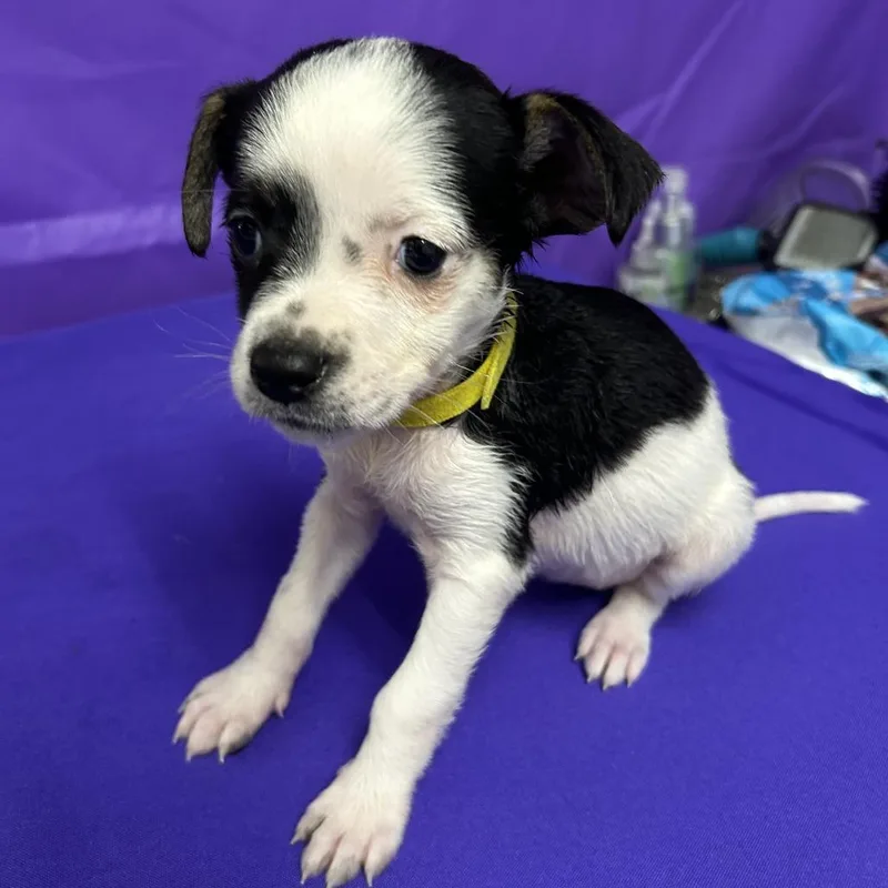 A baby small-sized female Terrier dog named Angela for adoption in North Myrtle Beach, SC
