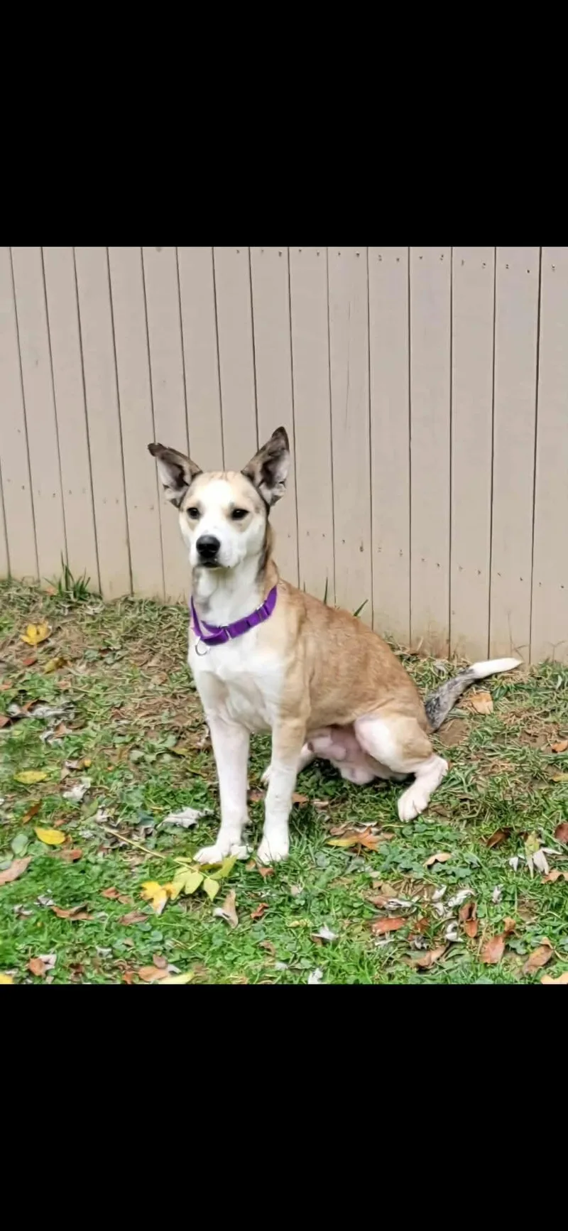 An adult medium-sized male Yellow / Tan / Blond / Fawn Shepherd dog named Tipper for adoption in Greensburg, PA