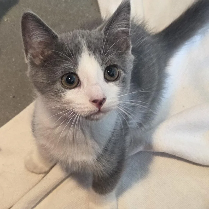 A baby small-sized male Gray / Blue / Silver Domestic Short Hair cat named Tidy for adoption in Voorhees, NJ