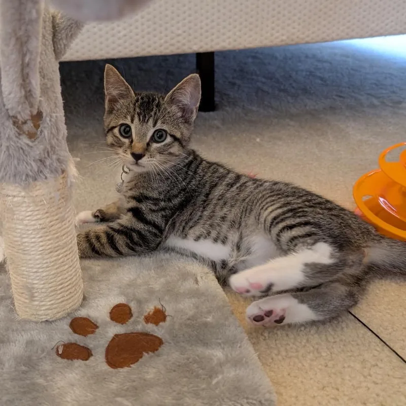 A baby medium-sized male Gray / Blue / Silver Domestic Short Hair cat named Leo for adoption in Aldie, VA