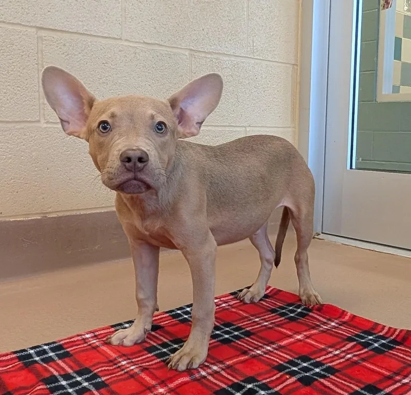 A baby medium-sized male Pit Bull Terrier dog named Tater A for adoption in Plano, TX
