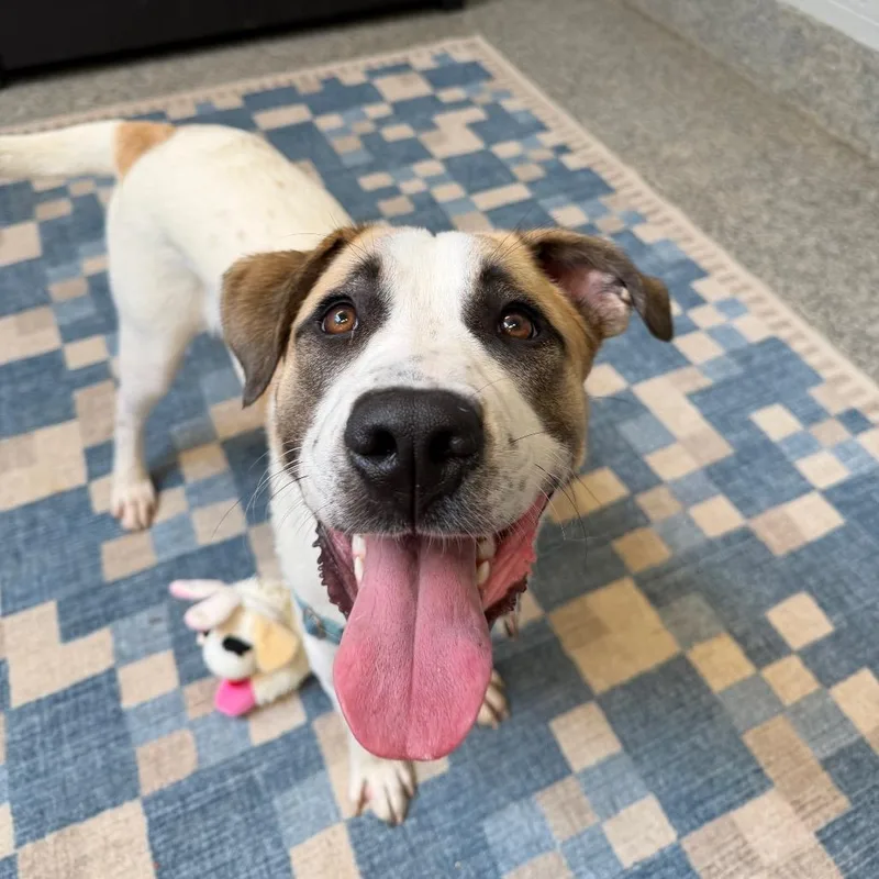 A young medium-sized male White / Cream Hound dog named Toby for adoption in Falls Church, VA