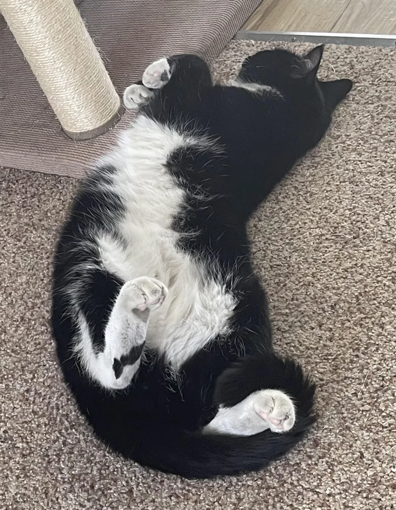 An adult medium-sized male Black & White / Tuxedo Tuxedo cat named Chester Arthur for adoption in Springfield, OR
