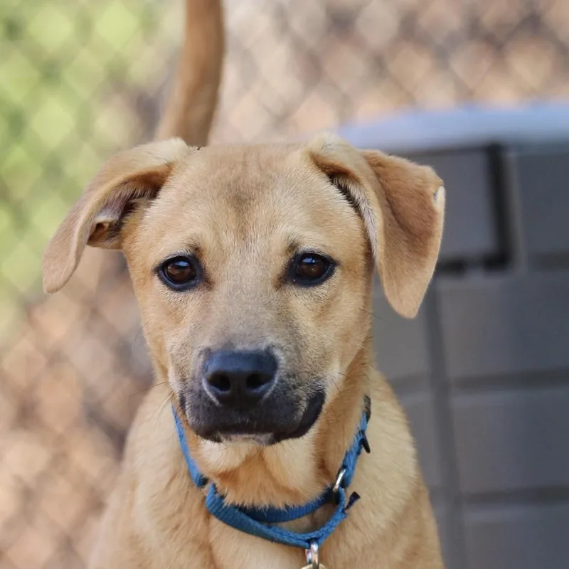 A young small-sized male Yellow / Tan / Blond / Fawn Shepherd dog named Teddy for adoption in Briarcliff Manor, NY