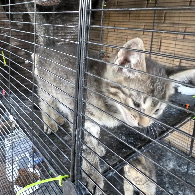 A baby small-sized male Brown / Chocolate Domestic Short Hair cat named Moon for adoption in Grantsville, UT