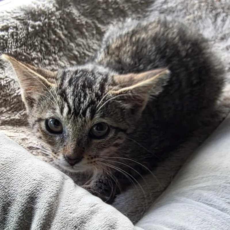A baby small-sized male Brown / Chocolate Domestic Short Hair cat named Pennywort for adoption in Long Beach, CA