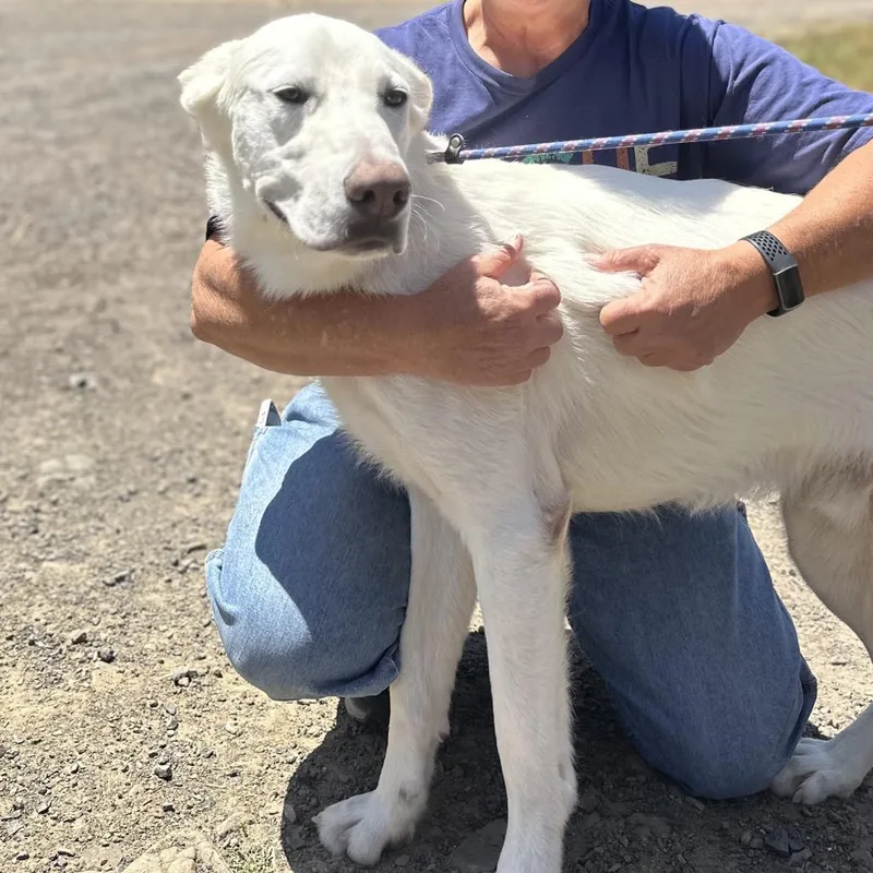 A young medium-sized male White / Cream Great Pyrenees dog named Skylar for adoption in Point Richmond, CA