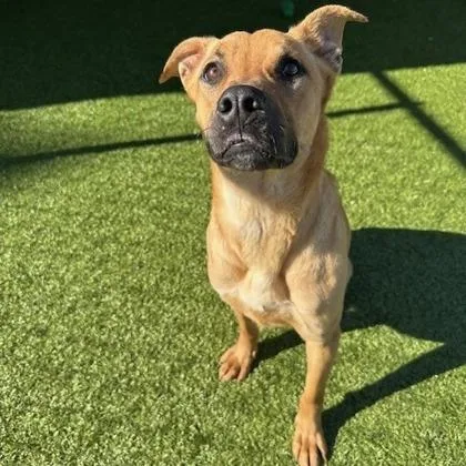 An adult medium-sized female Mountain Cur dog named Lilo for adoption in Kansas City, MO