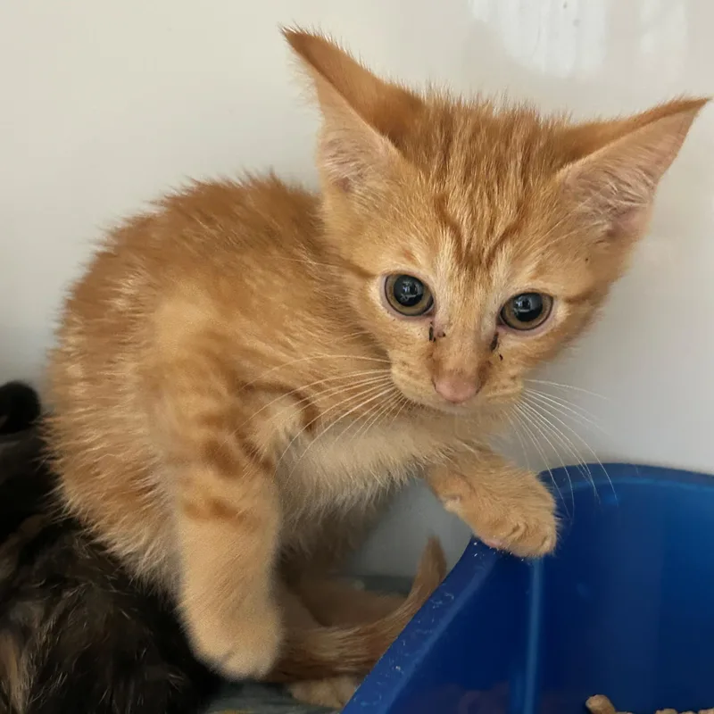 A baby small-sized male Tabby (Orange / Red) Domestic Short Hair cat named Hercules for adoption in Margate, FL