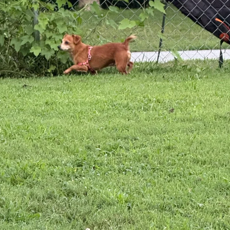 Laurel thumbnail 2