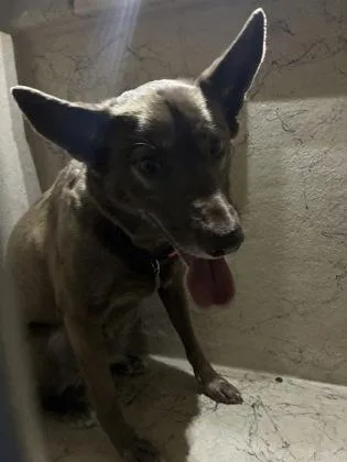 An adult medium-sized female Husky dog named Tesla for adoption in Gainesville, FL