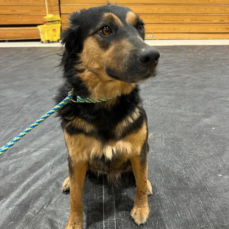 An adult medium-sized female Black Mixed Breed dog named Katharine Hepburn for adoption in Moab, UT