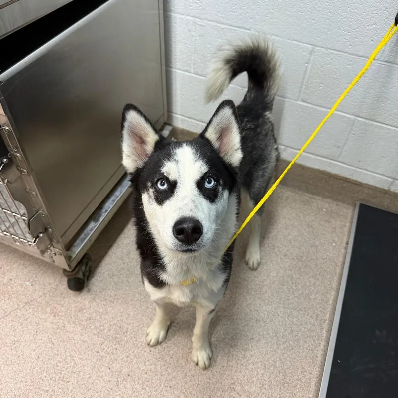 A young medium-sized female Black Husky dog named Stella for adoption in Ardmore, OK