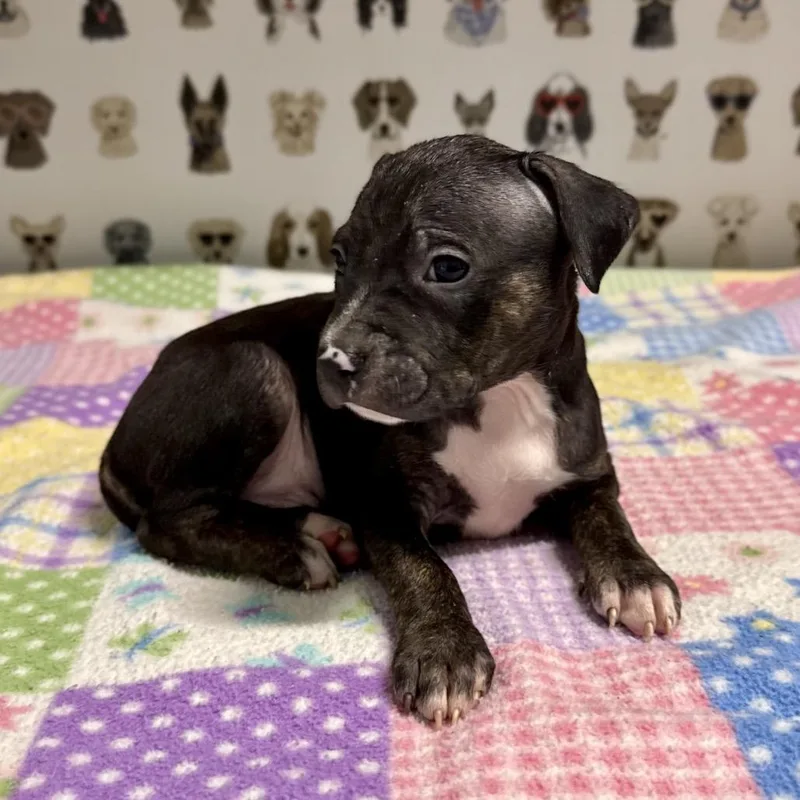 A baby medium-sized male Black Pit Bull Terrier dog named Corduroy for adoption in Durham, NC