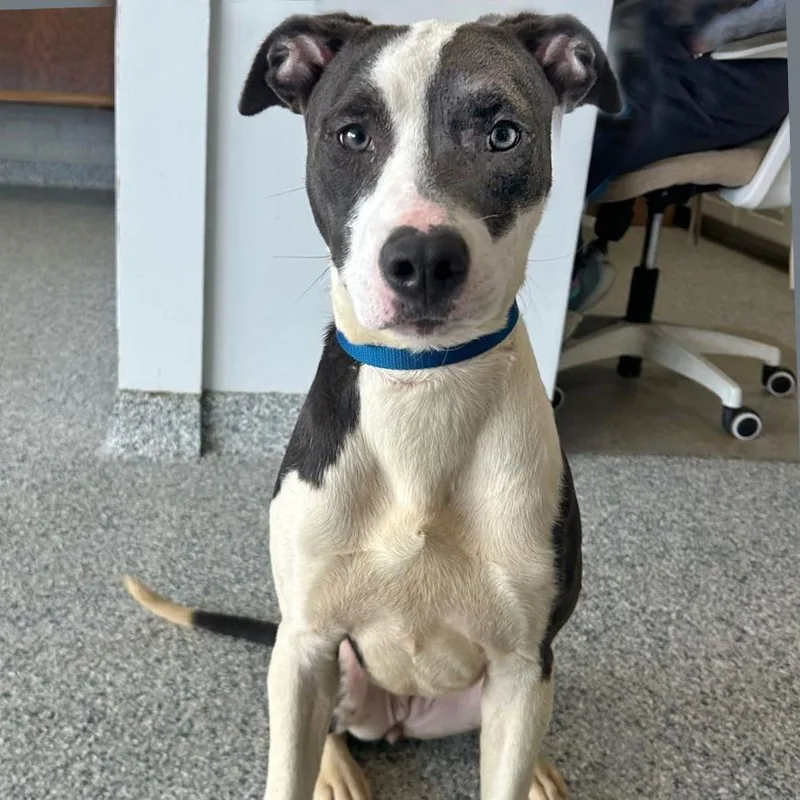 A young medium-sized female Black Mixed Breed dog named Clairee for adoption in Natchitoches, LA