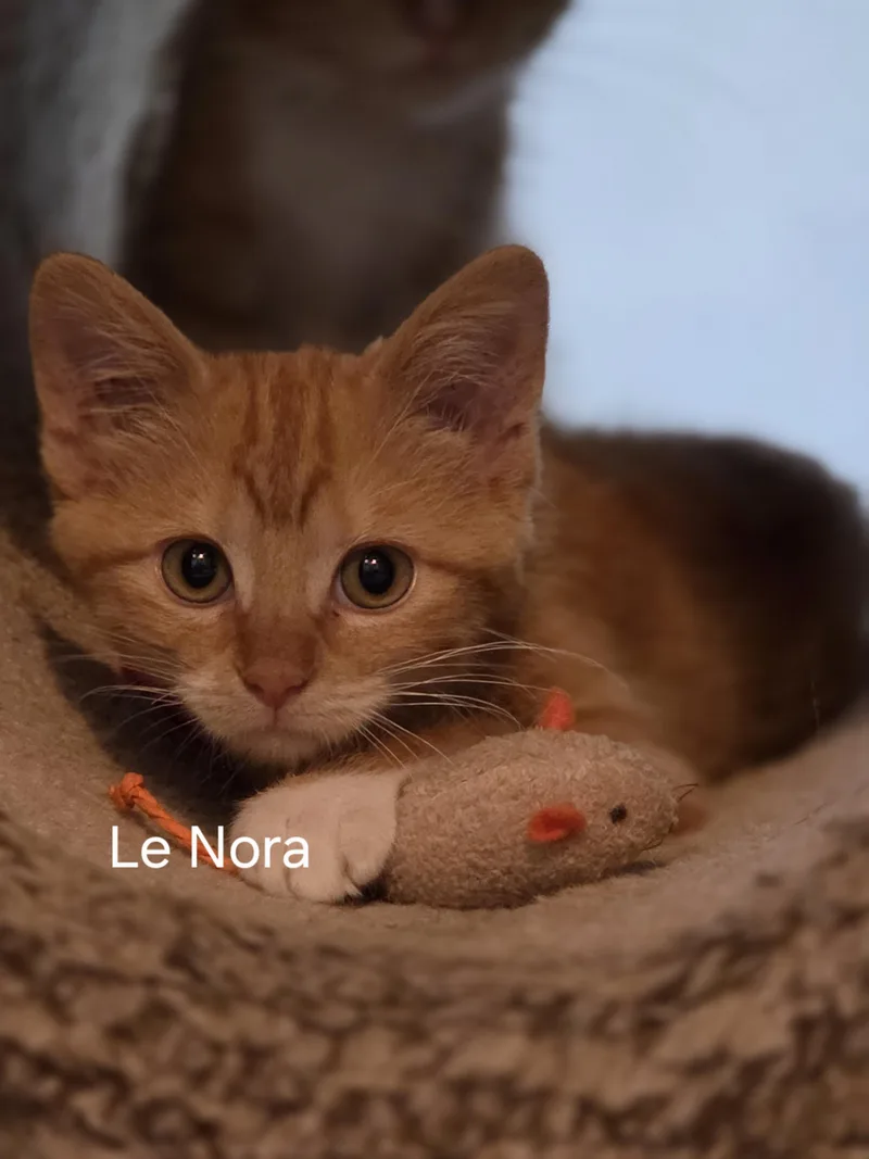 A baby large-sized female Tabby (Orange / Red) Domestic Short Hair cat named Lenora for adoption in Medford, WI