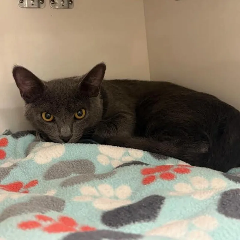 An adult large-sized male Gray / Blue / Silver Domestic Short Hair cat named Macklin Pawbrini for adoption in Redwood City, CA