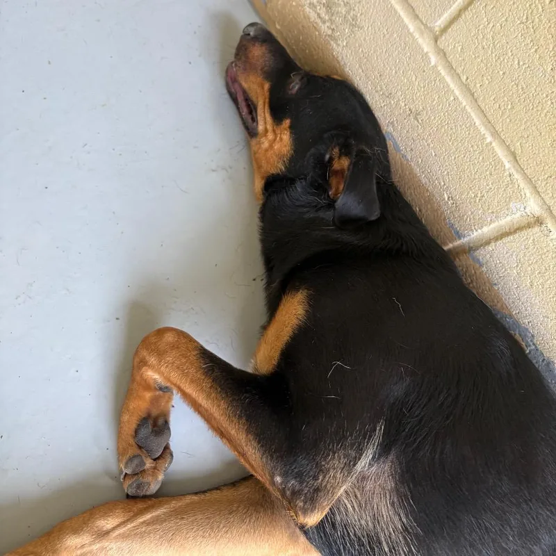 An adult large-sized male Black Rottweiler dog named Gator for adoption in Lufkin, TX
