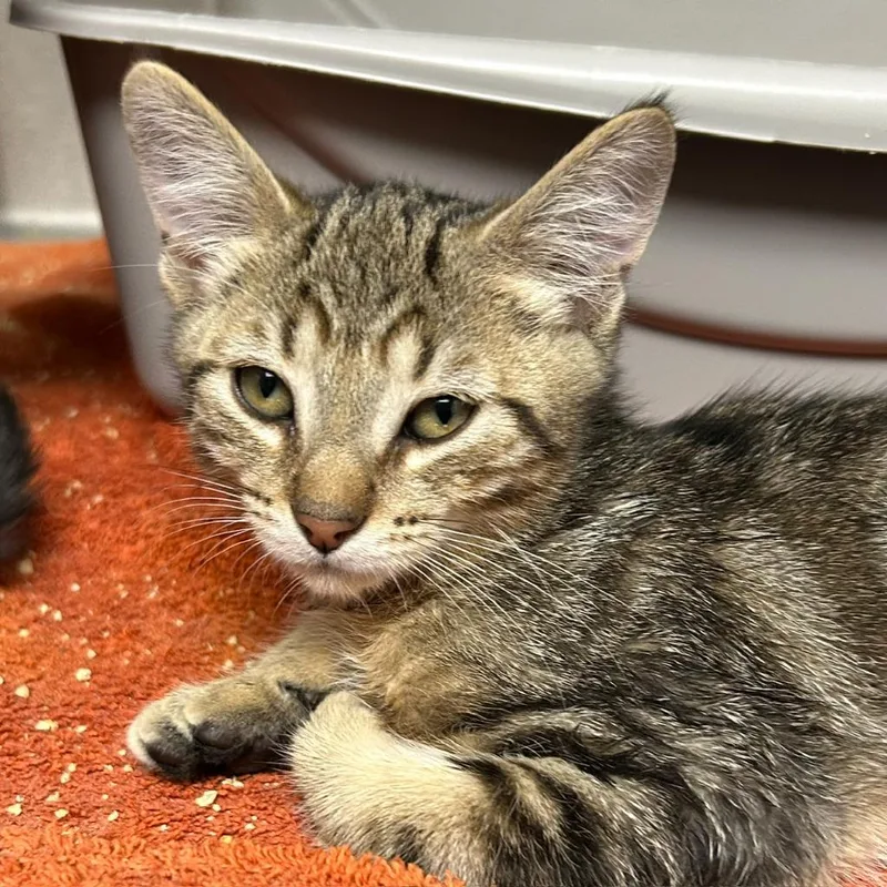 A baby medium-sized male Domestic Short Hair cat named Corio for adoption in Shoreline, WA
