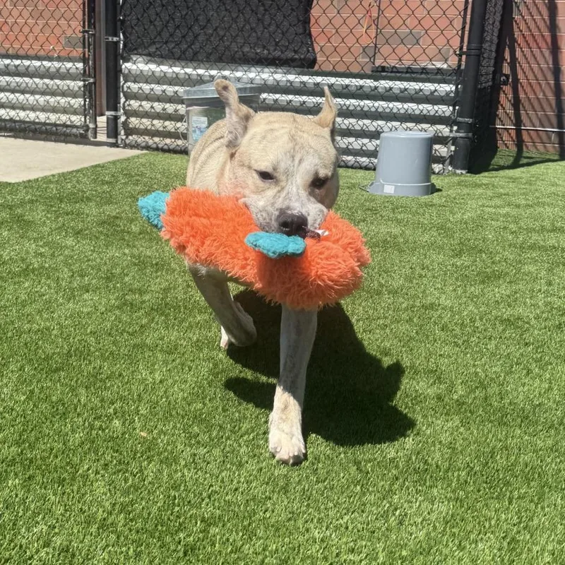 A young medium-sized male Yellow / Tan / Blond / Fawn Mixed Breed dog named Ducky for adoption in Pittsburgh, PA