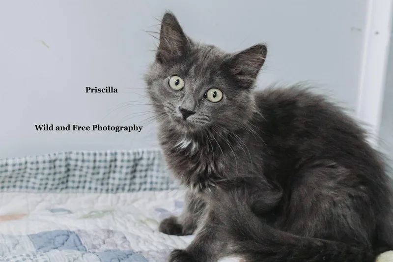 Priscilla