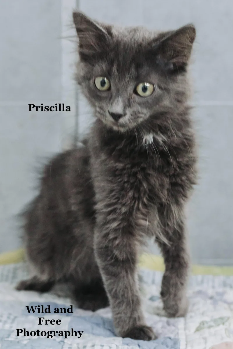 Priscilla thumbnail 2