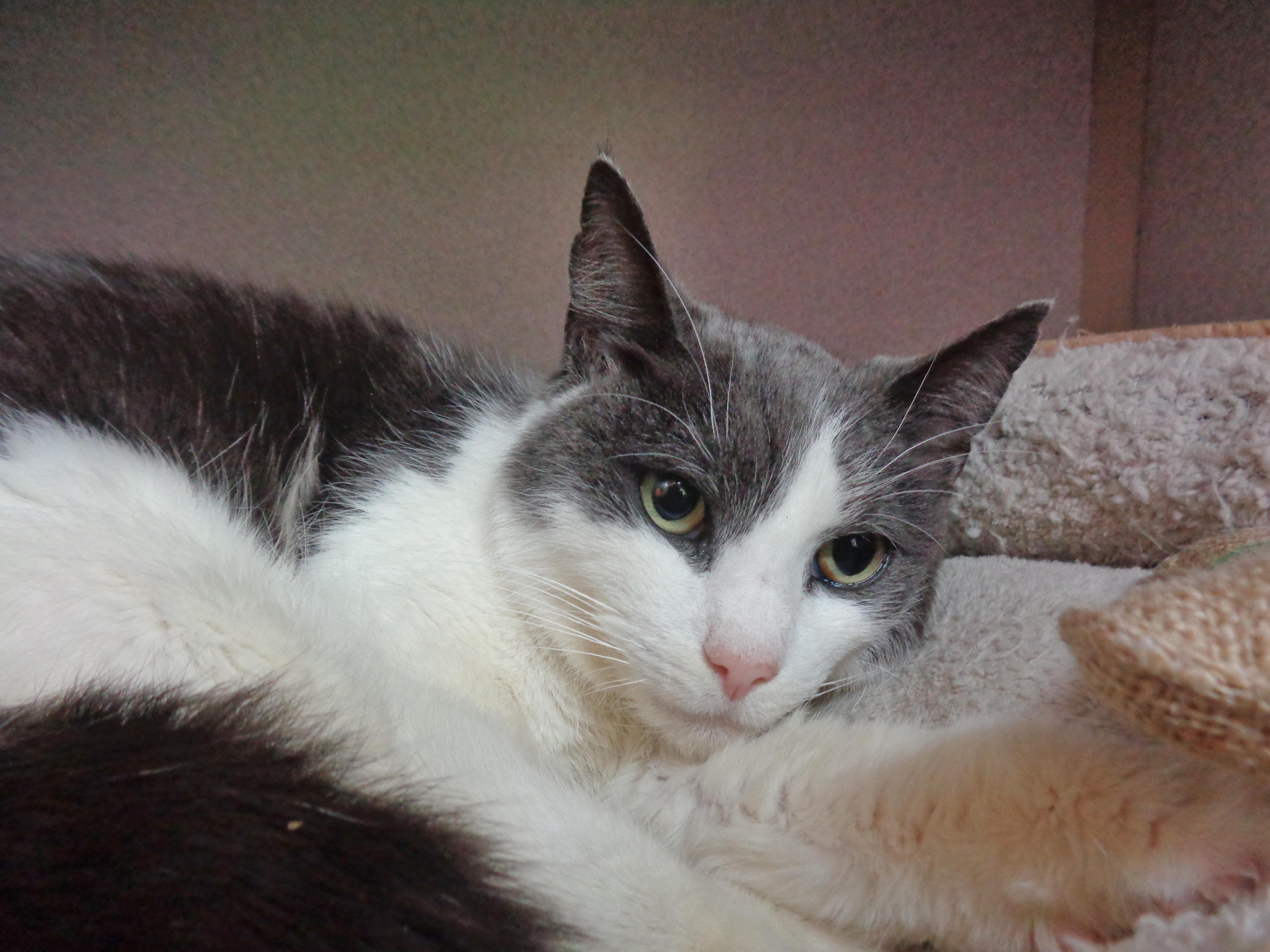 An adult small-sized female Gray & White Domestic Short Hair cat named Rosebud for adoption in Delhi, NY