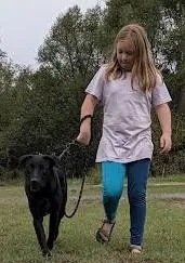 A young medium-sized female Black Labrador Retriever dog named Olive for adoption in Marshall, AR
