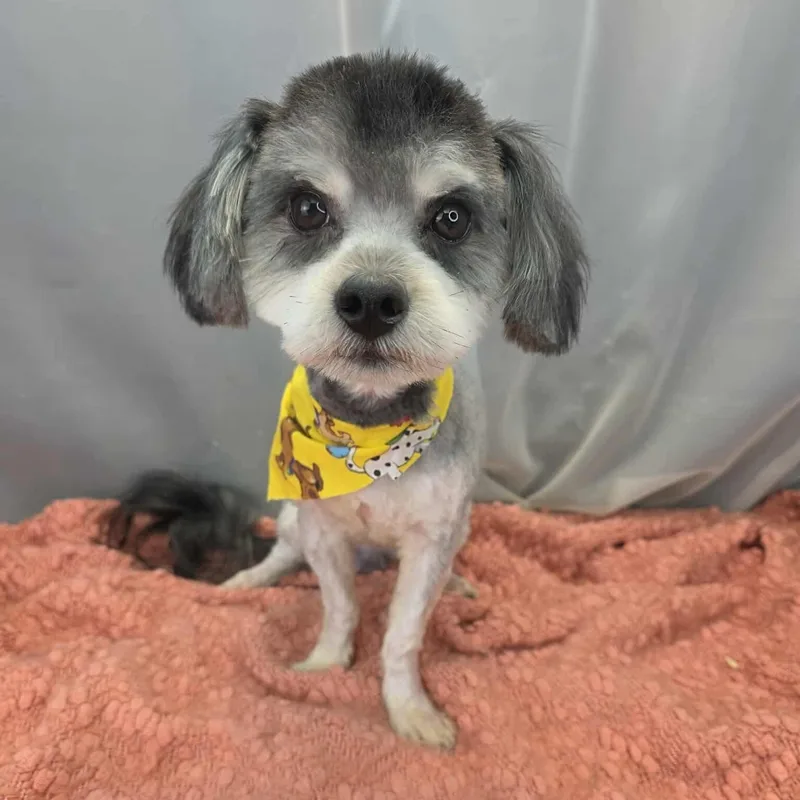 An adult small-sized male Gray / Blue / Silver Miniature Schnauzer dog named Rocky for adoption in Foley, AL