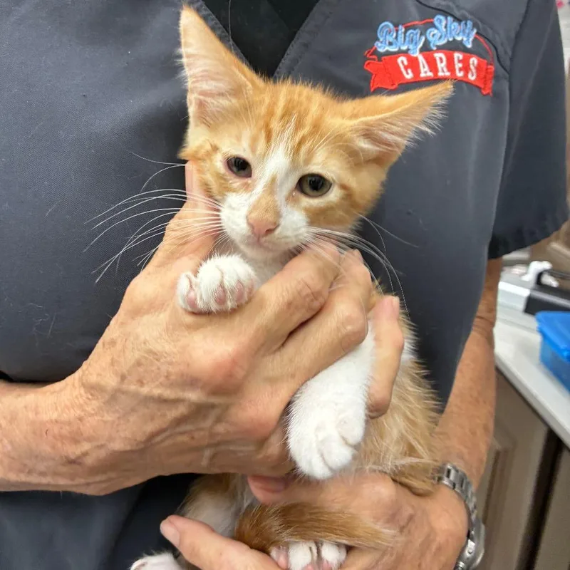 A baby small-sized male Orange / Red Domestic Short Hair cat named Thai for adoption in Folsom, LA