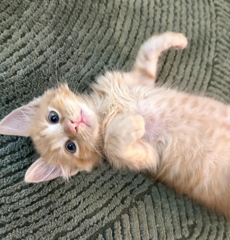 A baby small-sized male Domestic Long Hair cat named Kaidou for adoption in Long Beach, CA
