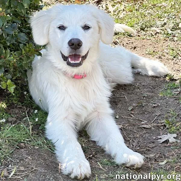 A baby large-sized female White / Cream Great Pyrenees dog named Poppy In Ct  for adoption in Beacon, NY