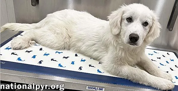 Poppy In Ct  thumbnail 2