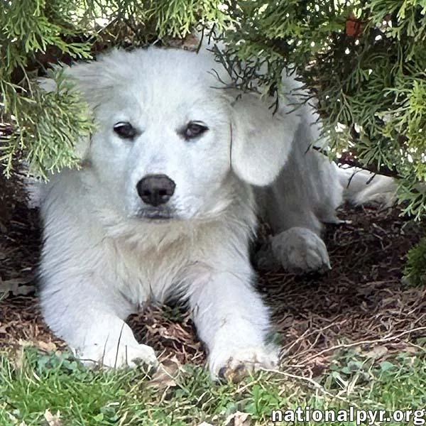 Poppy In Ct  thumbnail 3