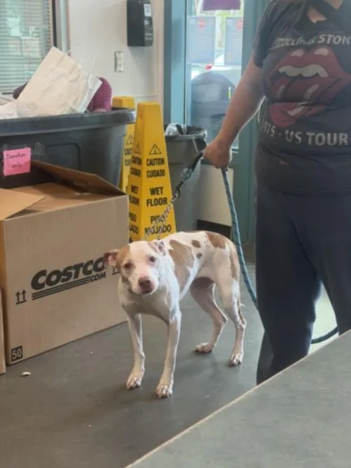A senior medium-sized female Pit Bull Terrier dog named Blanca for adoption in Chatsworth, CA