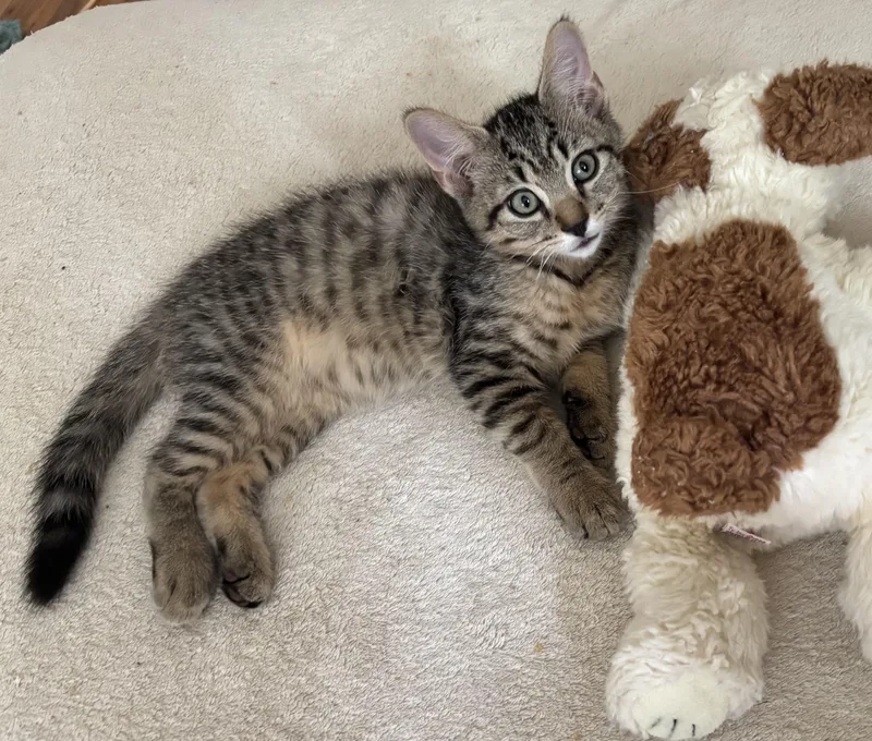 A baby medium-sized male Tabby (Brown / Chocolate) Domestic Short Hair cat named Spock for adoption in Ridgefield, CT